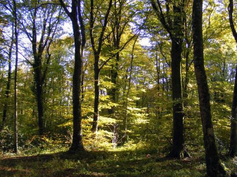 Vue d'un chemin aujourd'hui abandonné en forêt de Chailluz, près de Besançon, en octobre 2010. On dé